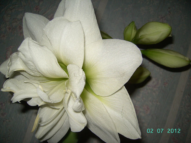 getImage (17).jpg