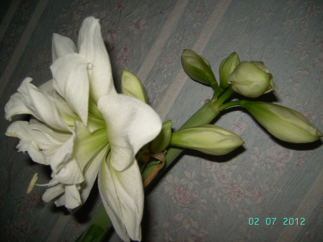 getImage (16).jpg