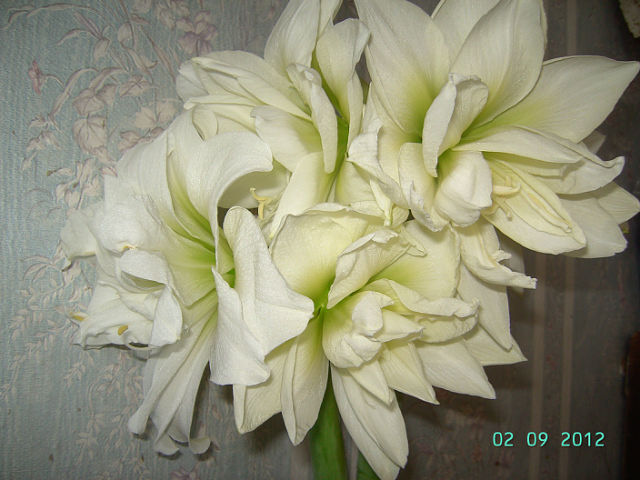 getImage (20).jpg