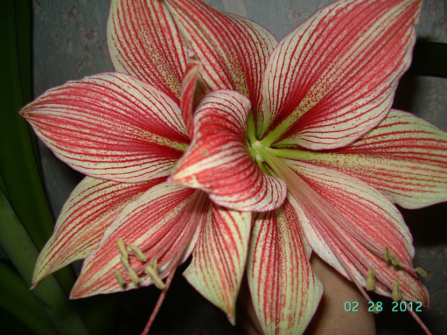 Exotic Star.jpg