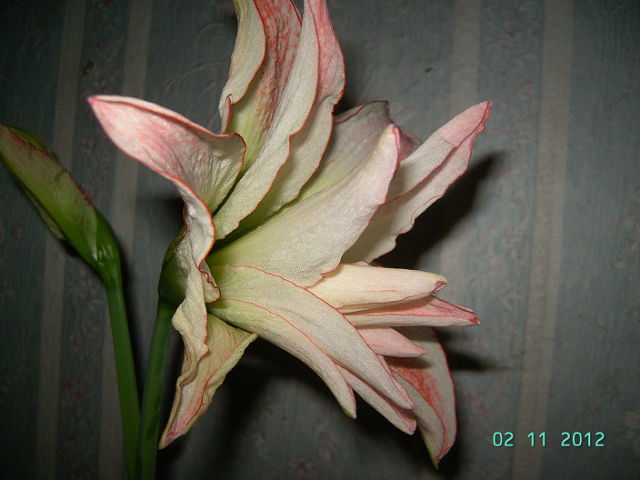 getImage (37).jpg