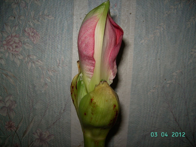 getImage (57).jpg