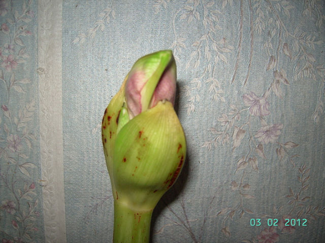 getImage (55).jpg