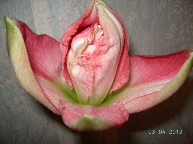 getImage (60).jpg