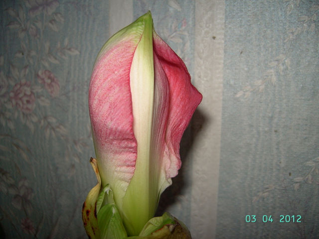 getImage (58).jpg