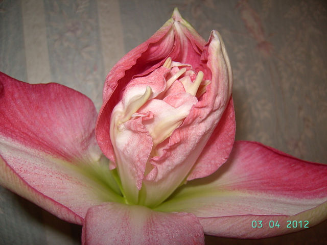 getImage (61).jpg