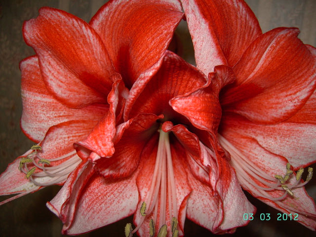 getImage (89).jpg