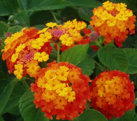 West-Indian-Lantana2-520x460.jpg