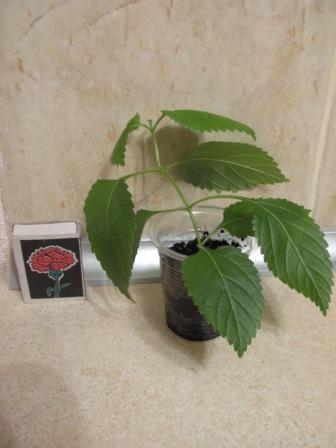 IMG_4674.JPG