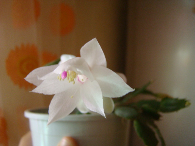 DSC05104.JPG
