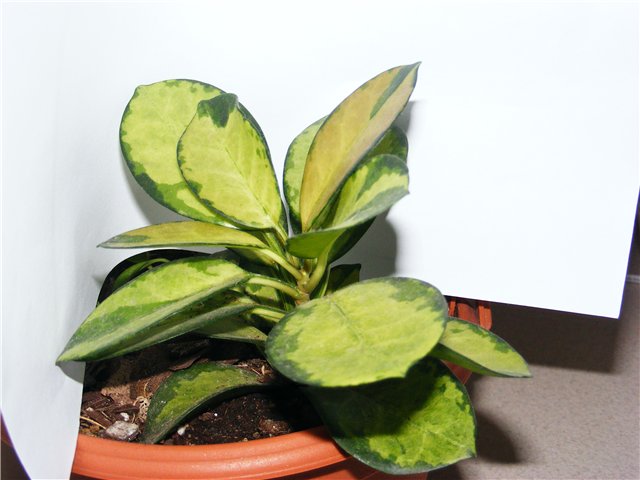 H. australis %22Liza%22.jpg