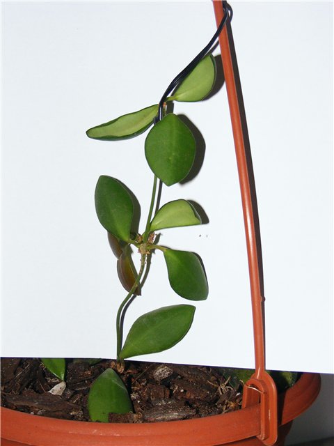 H. heuschkeliana.jpg