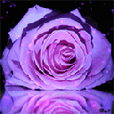 4560 128x128.gif