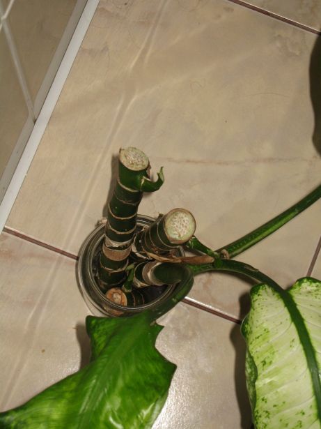 IMG_2062.JPG
