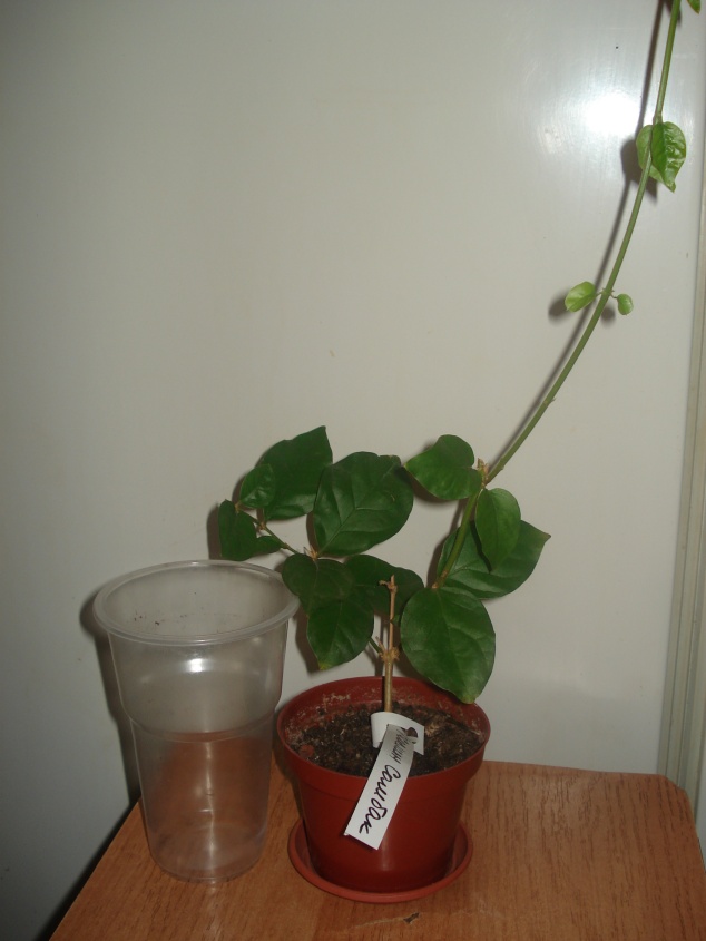 DSC07038.JPG
