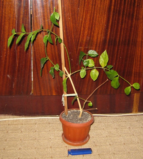 Копия IMG_2389.JPG