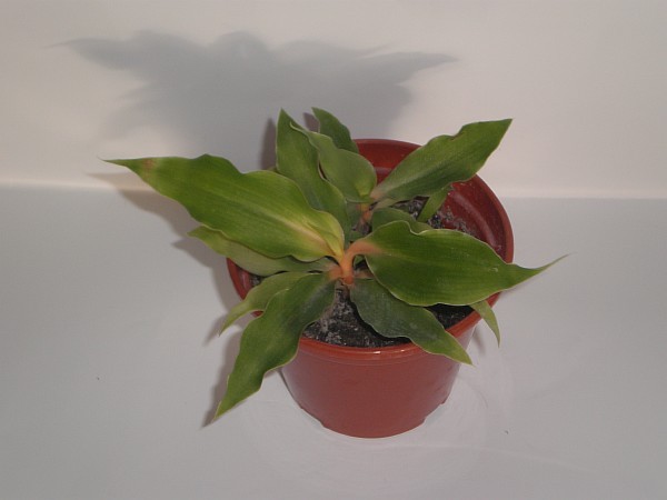 Resize of Resize of PB230008.JPG