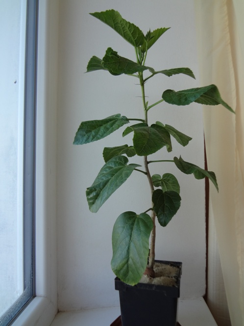 DSC00331.JPG