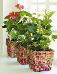 images (8).jpg