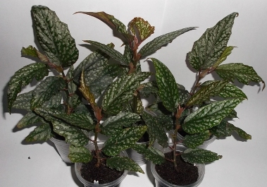 DSCF9239.JPG