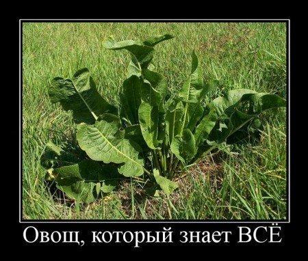 овощ.jpg