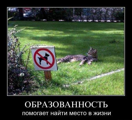 кошка.jpg