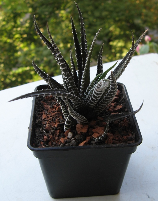 H.fasciata.jpg