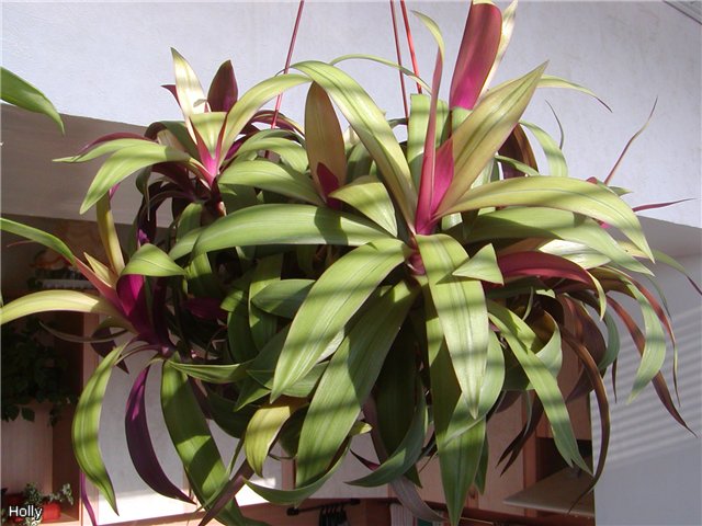Rhoeo spathacea c.jpg