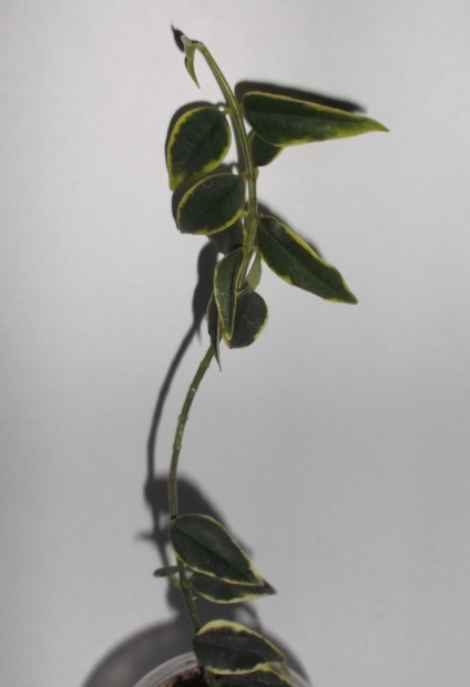 DSCF9252.JPG