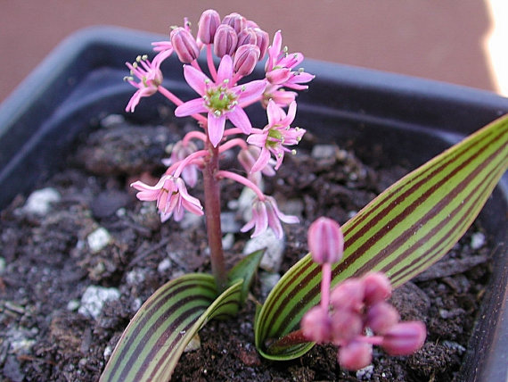 ledebouria_cooperi.jpg