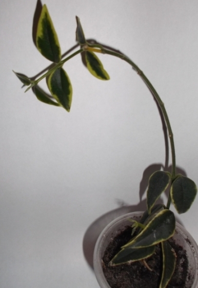 DSCF9267.JPG