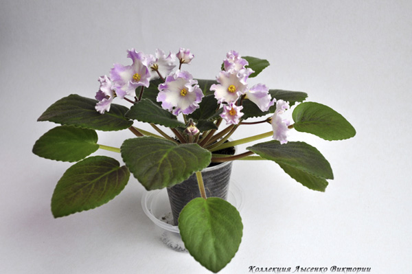 Hawaiian Pearle.jpg