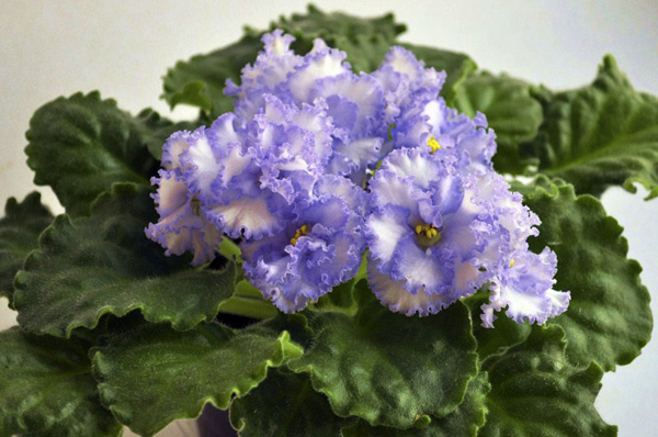 ЛЕ-Юлия.jpg