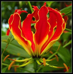 Glorioza.-295x300.jpg