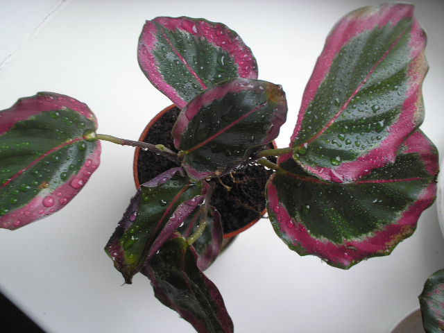 P1010030.JPG
