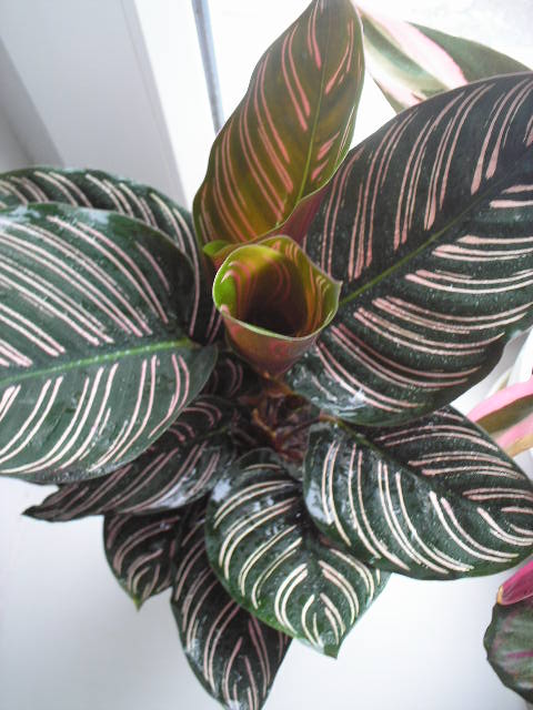 P1010034.JPG
