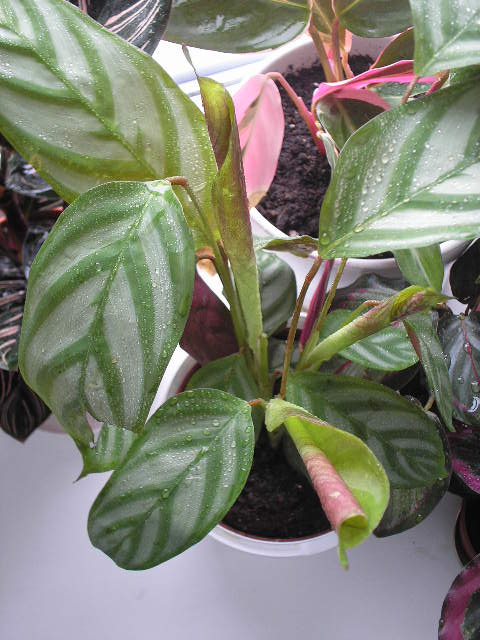 P1010035.JPG