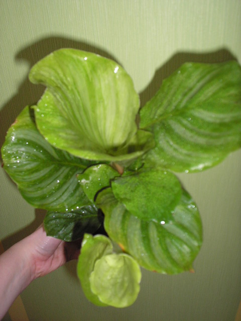 P1010046.JPG