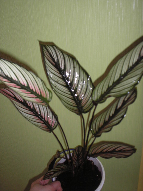 P1010047.JPG