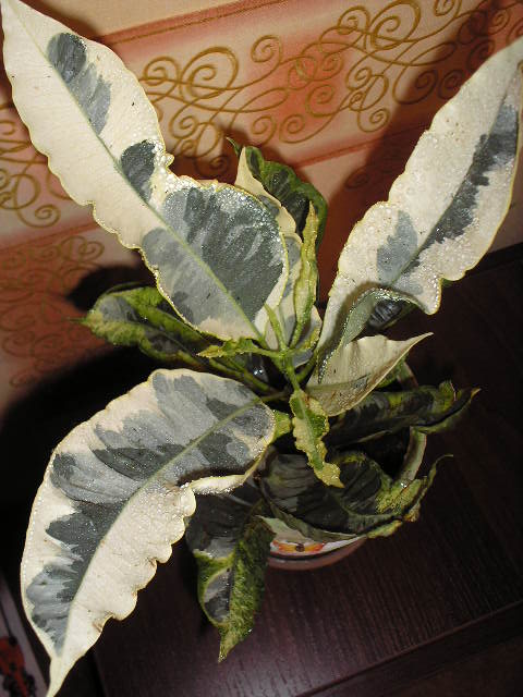 P1010010.JPG