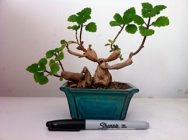 Plectranthus_ernestii_primer.jpg