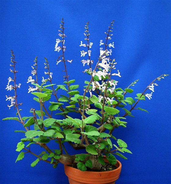 Plectranthusernstiiflowering1-vi.jpg