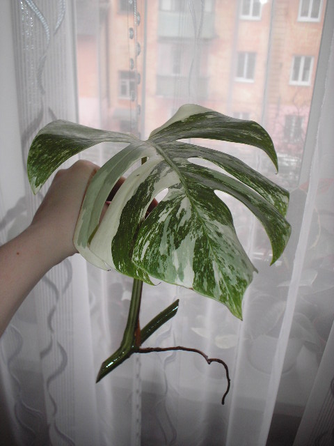P1010011.JPG