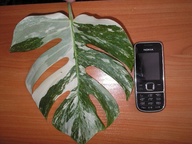 P1010012.JPG
