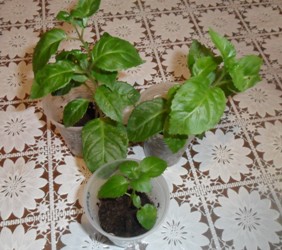 еврофуксия 2007.JPG