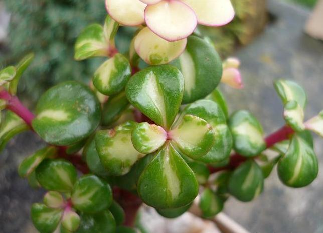 portulacaria-afra-variegata-1.jpg