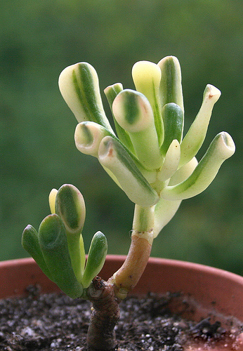 crassula-gollum-variegata.jpeg
