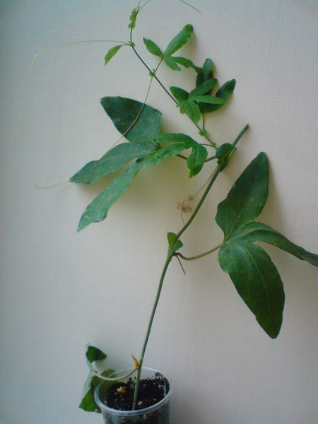 DSC02349.JPG