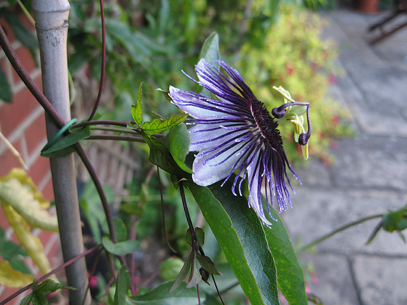 passion-flower-passiflora-violetta.jpg