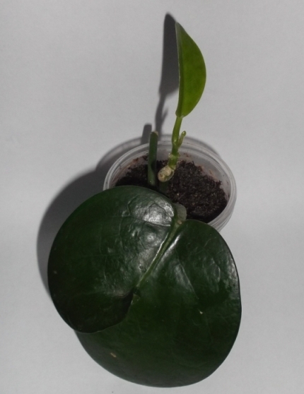 DSCF9296.JPG